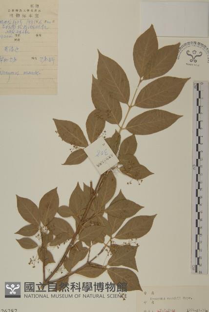 華北衛矛藏品圖，第1張