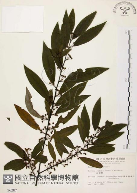 Moutain Spicy Tree Collection Image