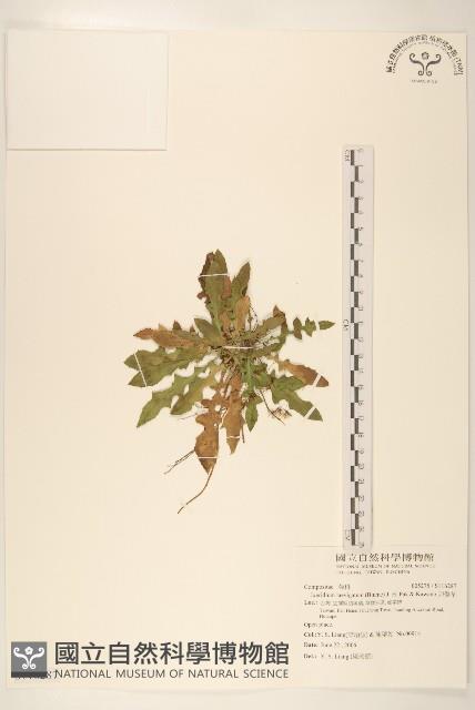 刀傷草藏品圖，第1張