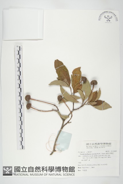 頭狀四照花藏品圖，第1張