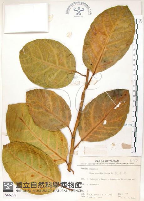 大冇榕、稜果榕藏品圖，第1張