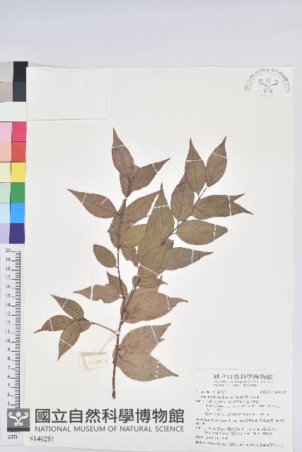 巒大越橘藏品圖，第1張