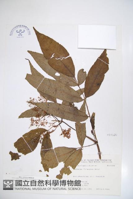 冇骨消藏品圖，第1張