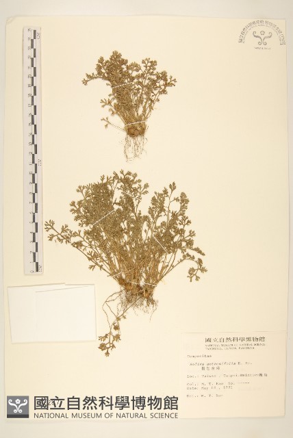 假吐金菊藏品圖，第1張