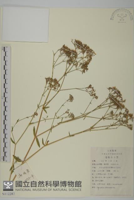 霞草、歐石頭花藏品圖，第1張