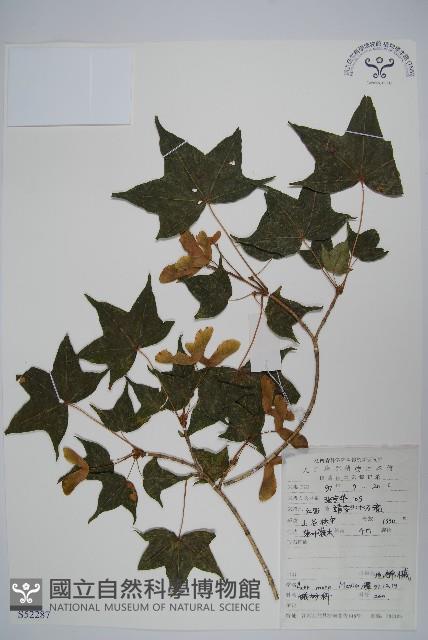 元寶楓, 地錦槭藏品圖，第1張