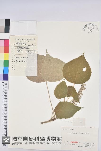 白背葉藏品圖，第1張