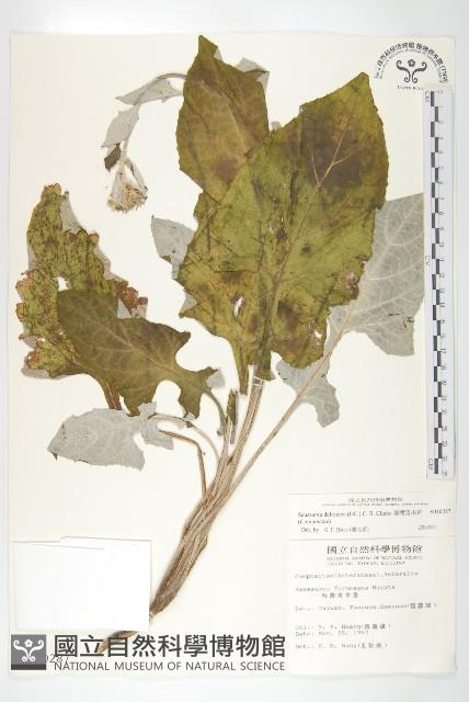 臺灣青木香藏品圖，第1張