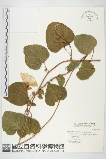 盒果藤藏品圖，第1張