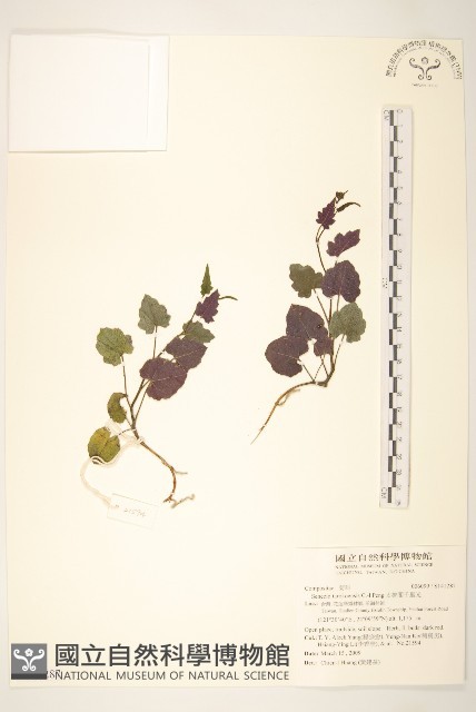 太魯閣千里光藏品圖，第1張