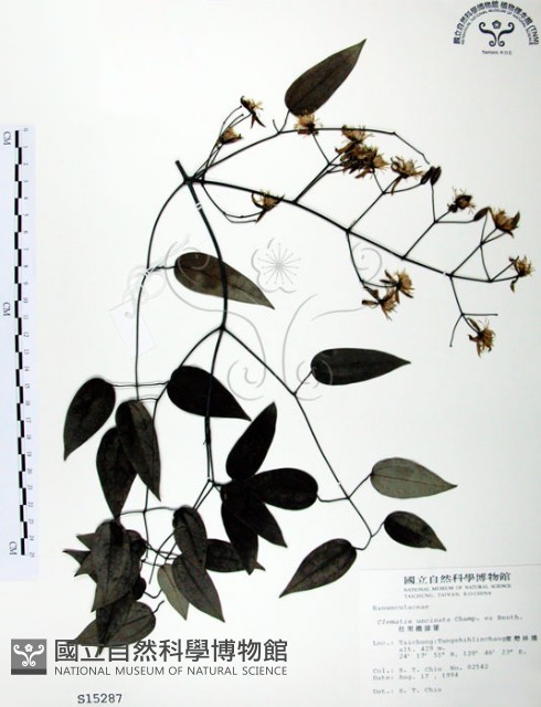 柱果鐵線蓮藏品圖，第1張