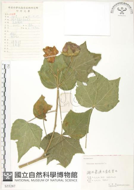 木芙蓉藏品圖，第1張