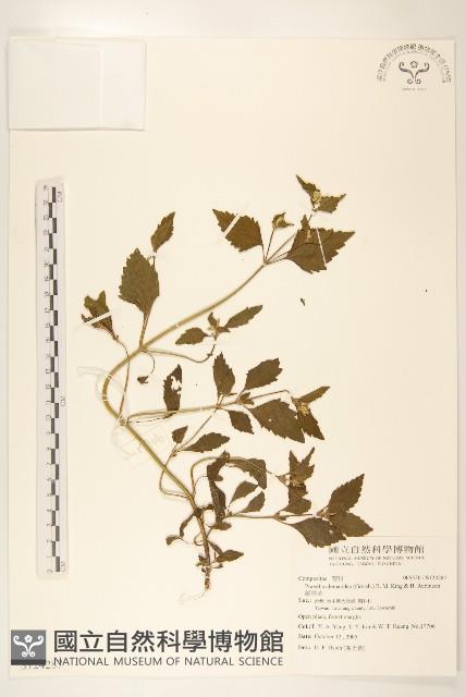 貓腥草藏品圖，第1張