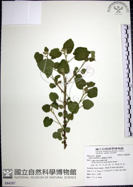 圓葉金午時花藏品圖，第1張