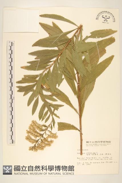 北美一枝黃花藏品圖，第1張