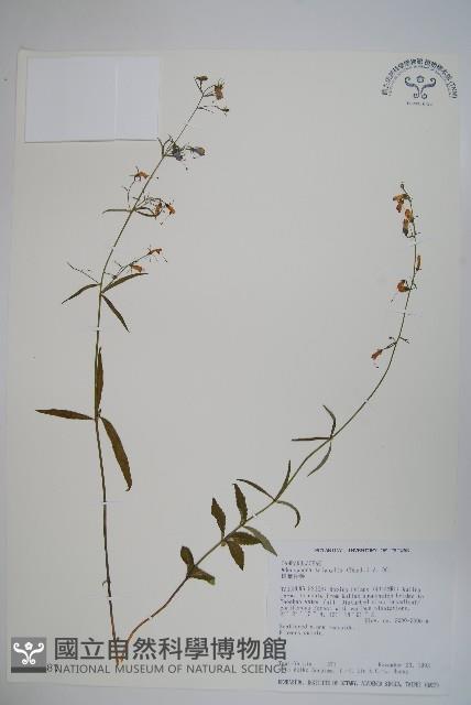 輪葉沙參藏品圖，第1張