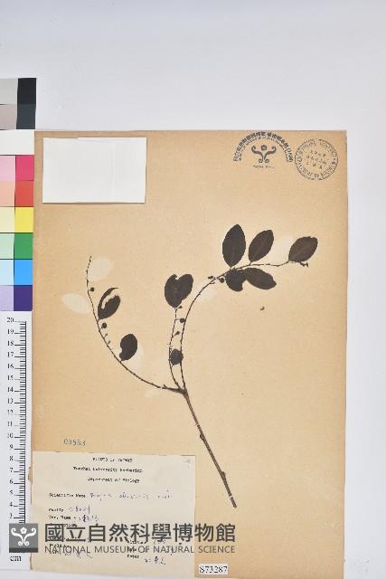 紅仔珠藏品圖，第1張