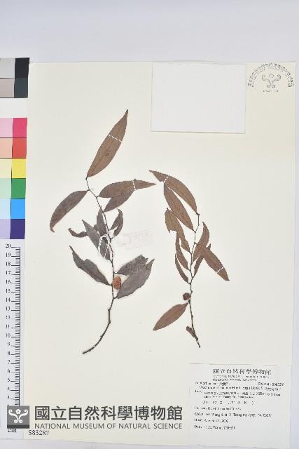 長柱算盤子藏品圖，第1張