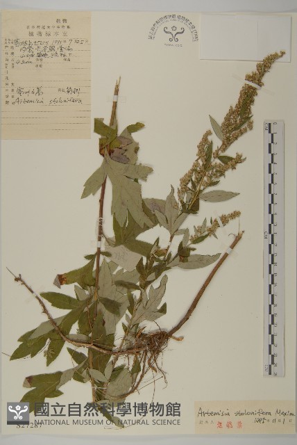 寬葉山蒿藏品圖，第1張