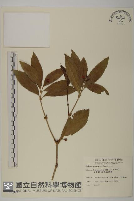 草珊瑚、紅果金粟蘭藏品圖，第1張