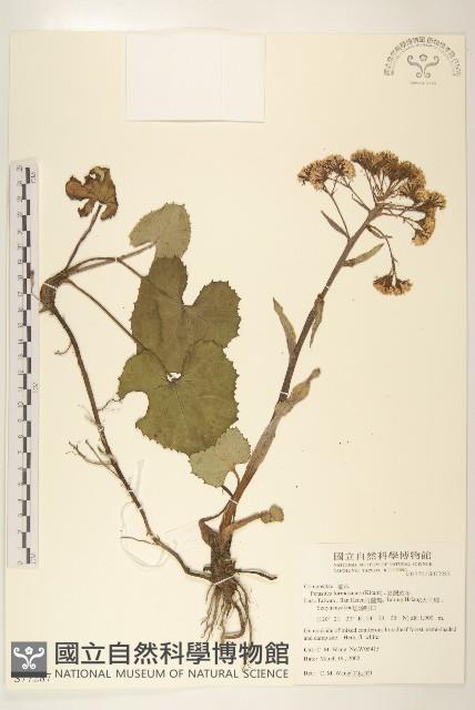 臺灣款冬藏品圖，第1張