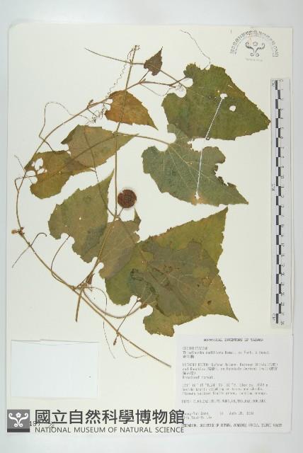 青牛膽藏品圖，第1張