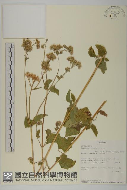 霍香薊藏品圖，第1張