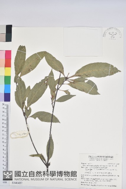 捲斗櫟藏品圖，第1張