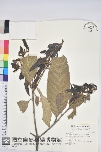 鬼石櫟藏品圖，第1張