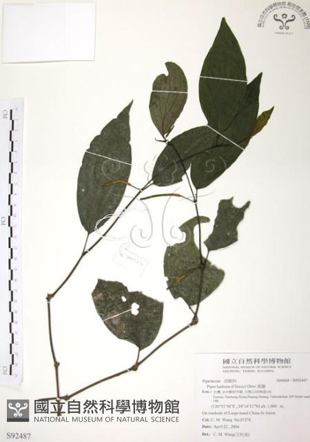風藤藏品圖，第1張