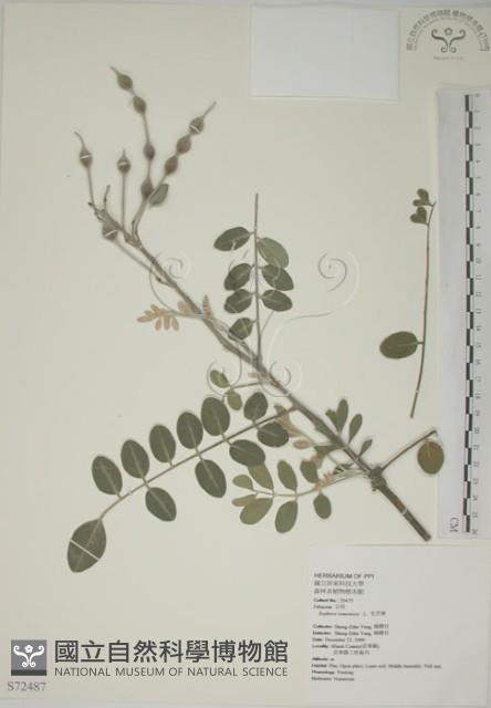 毛苦參藏品圖，第1張