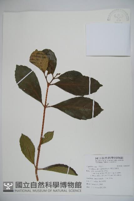 著生珊瑚樹藏品圖，第1張
