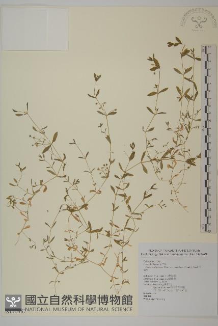 天蓬草藏品圖，第1張