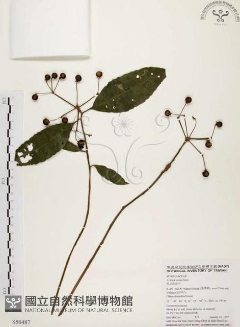 黑星紫金牛藏品圖，第1張