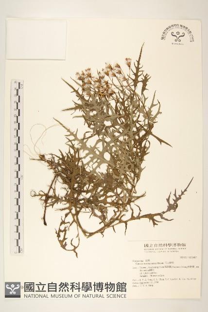 玉山黃菀藏品圖，第1張