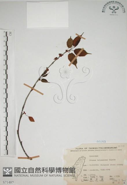 霧社山櫻花藏品圖，第1張