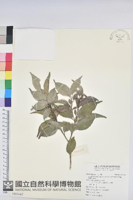 臺灣假黃楊藏品圖，第1張