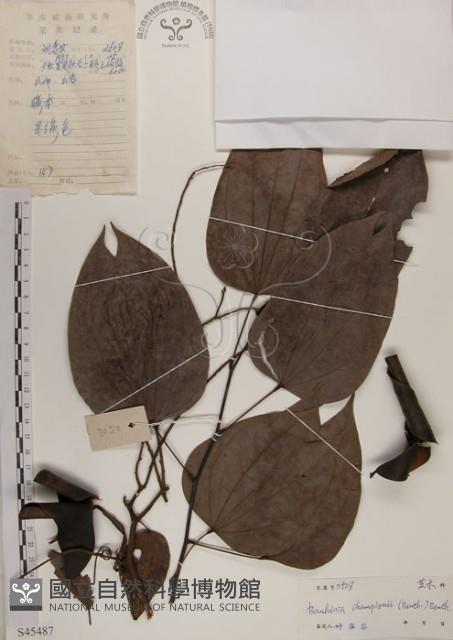 菊花木藏品圖，第1張