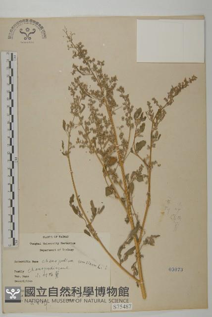 小葉藜藏品圖，第1張