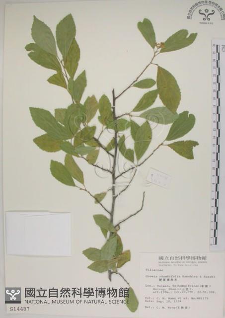 菱葉捕魚木藏品圖，第1張