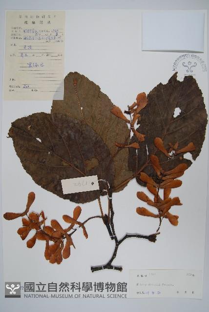 青榨槭藏品圖，第1張