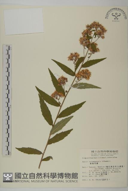 臺灣馬蘭藏品圖，第1張