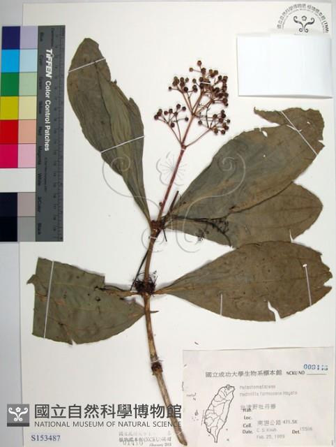 臺灣野牡丹藤藏品圖，第1張