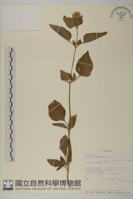 霍香薊藏品圖，第1張