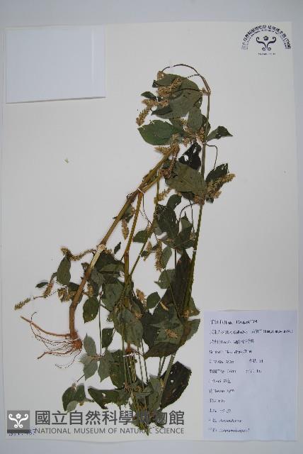 土牛膝藏品圖，第1張