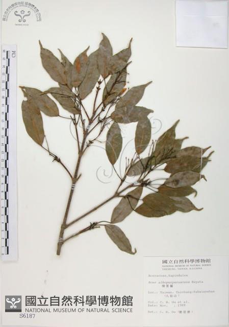 樟葉槭, 飛蛾子樹藏品圖，第1張