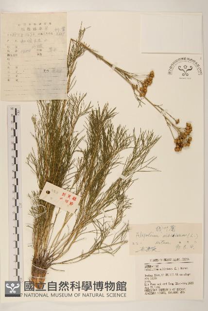 線葉菊藏品圖，第1張