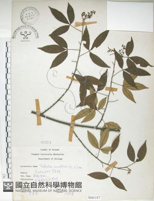 飛龍掌血藏品圖，第1張