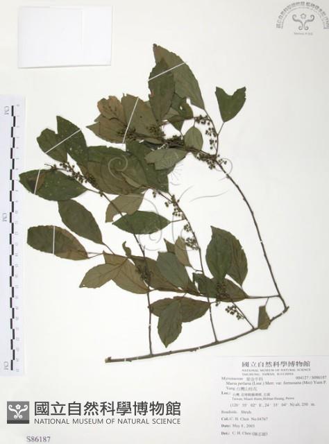 台灣山桂花藏品圖，第1張
