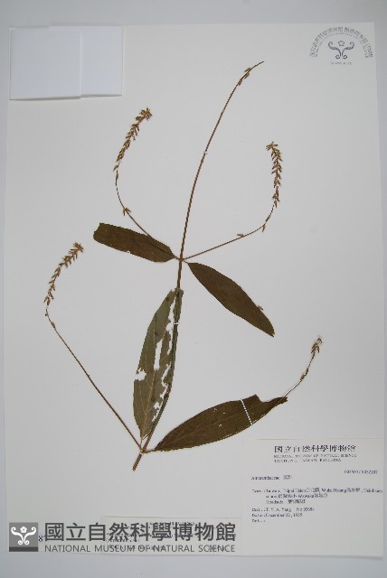 柳葉牛膝藏品圖，第1張